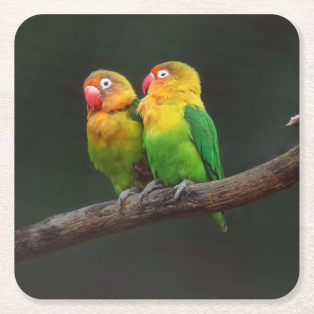 Two Lovebirds on a Branch Square Paper Coaster (Front)