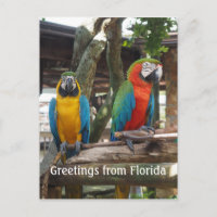two macaw or parrot birds