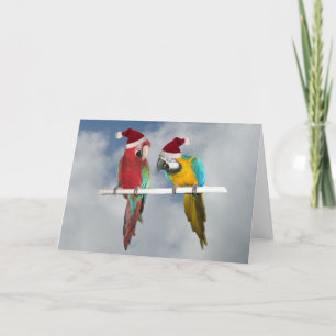 Two macaw Santas Holiday Card