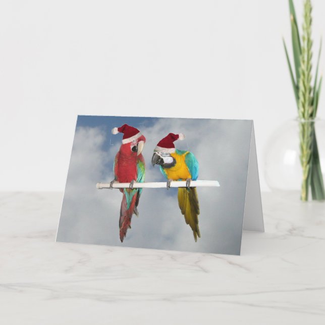 Two macaw Santas Holiday Card (Front)
