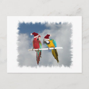 Two macaw Santas Holiday Postcard