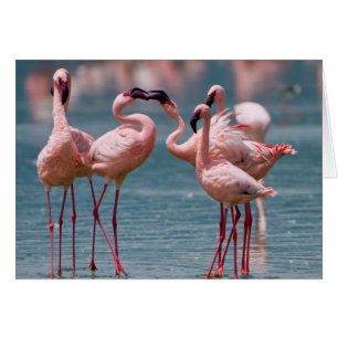 Two Male Lesser Flamingos (Phoenicopterus Minor)