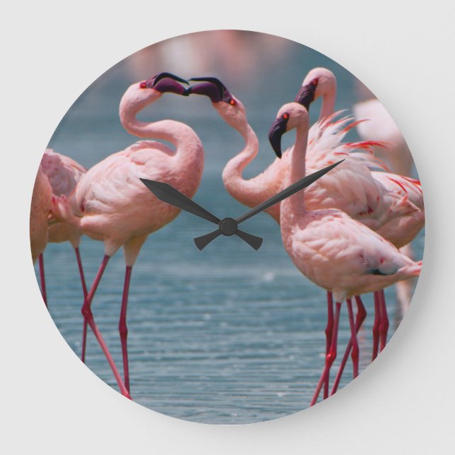 Two Male Lesser Flamingos (Phoenicopterus Minor) Large Clock (Front)