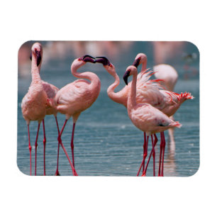 Two Male Lesser Flamingos (Phoenicopterus Minor) Magnet