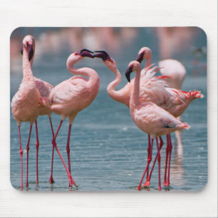 Two Male Lesser Flamingos (Phoenicopterus Minor) Mouse Mat