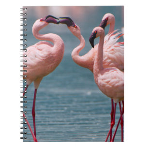 Two Male Lesser Flamingos (Phoenicopterus Minor) Notebook