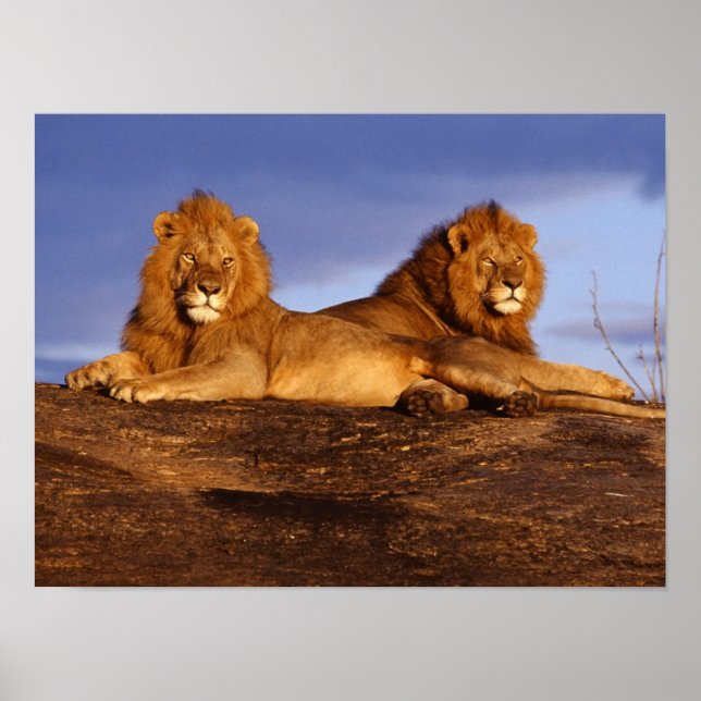 Two Male Lions Poster (Front)