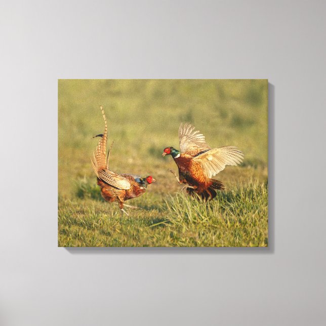 Two male ring-neck pheasants fighting. canvas print (Front)