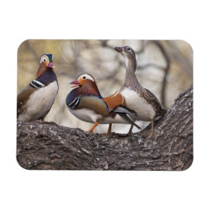 Two males vying for a female Mandarin duck Magnet