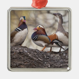 Two males vying for a female Mandarin duck Metal Tree Decoration