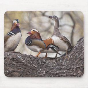 Two males vying for a female Mandarin duck Mouse Mat