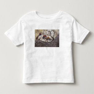 Two males vying for a female Mandarin duck Toddler T-Shirt