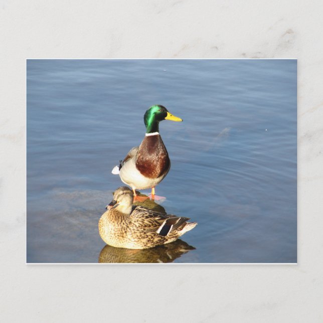 Two mallards postcard (Front)