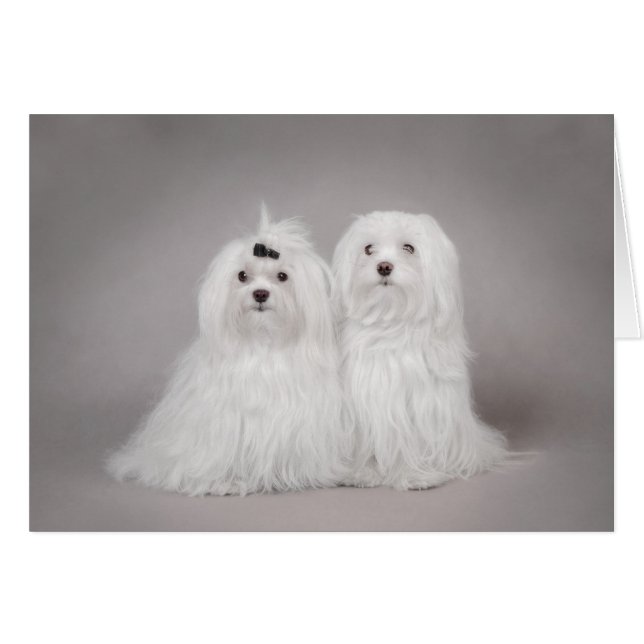 Two Maltese dog (Front Horizontal)