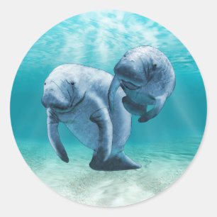 Two Manatees Swimming Classic Round Sticker