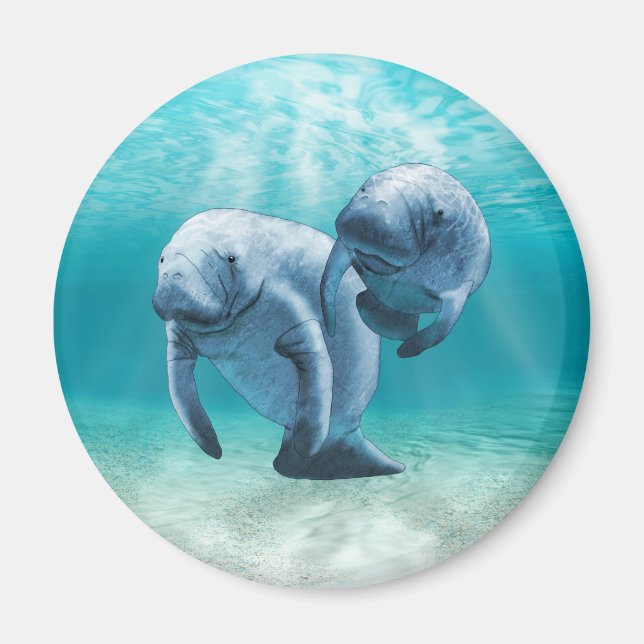 Two Manatees Swimming Magnet (Front)