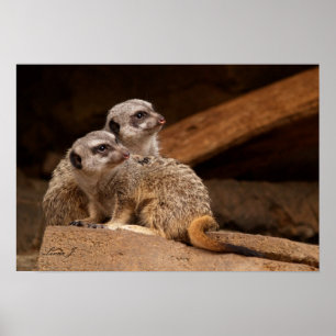 Two Meerkat Canvas Print