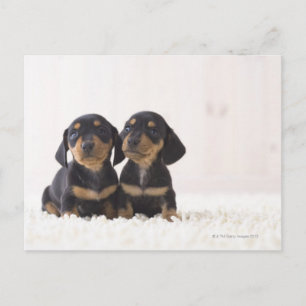 Two Mini Dachshund Sitting Postcard
