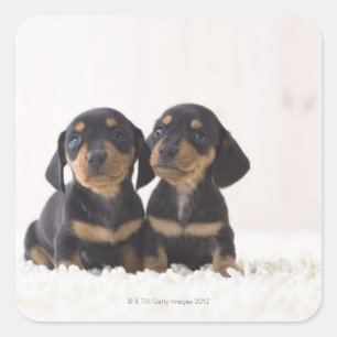 Two Mini Dachshund Sitting Square Sticker