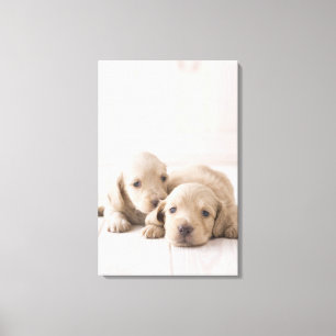 Two Miniature Dachshund Canvas Print