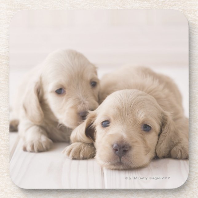 Two Miniature Dachshund Coaster (Front)
