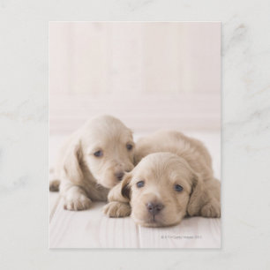 Two Miniature Dachshund Postcard