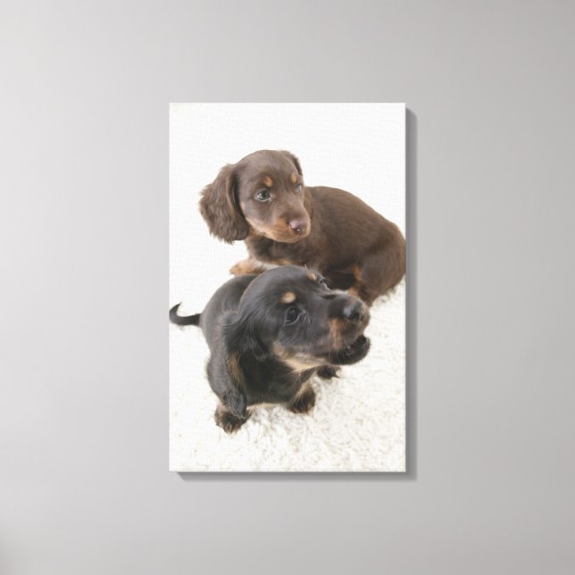 Two Miniature Dachshunds, Studio Shot Canvas Print (Front)