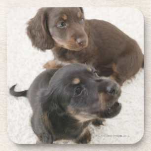 Two Miniature Dachshunds, Studio Shot Coaster