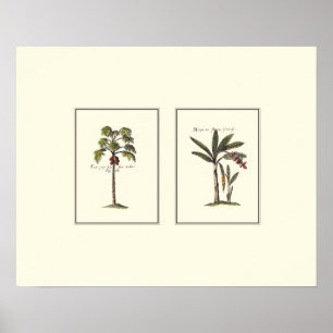 Two Miniature Framed Palm Trees Poster