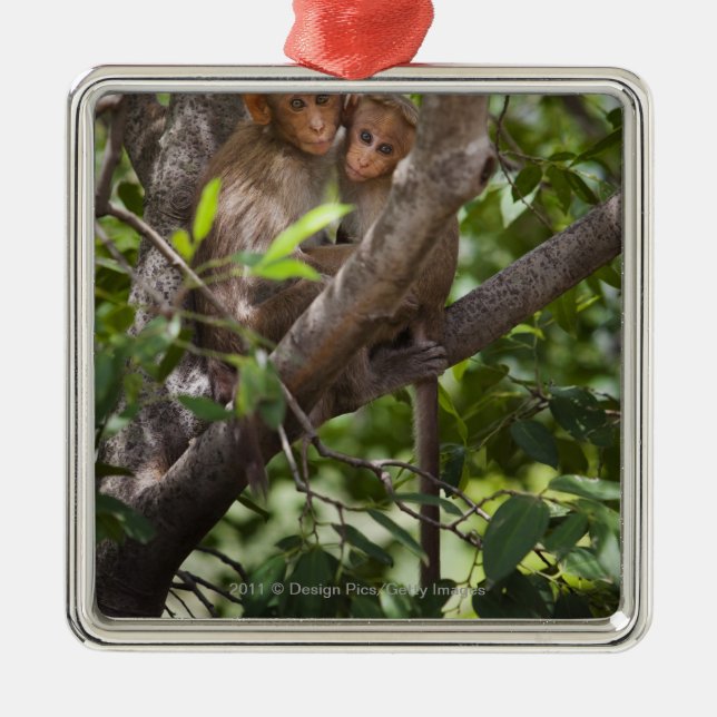 Two Monkeys In A Tree Metal Tree Decoration (Front)