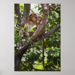 Two Monkeys In A Tree Poster