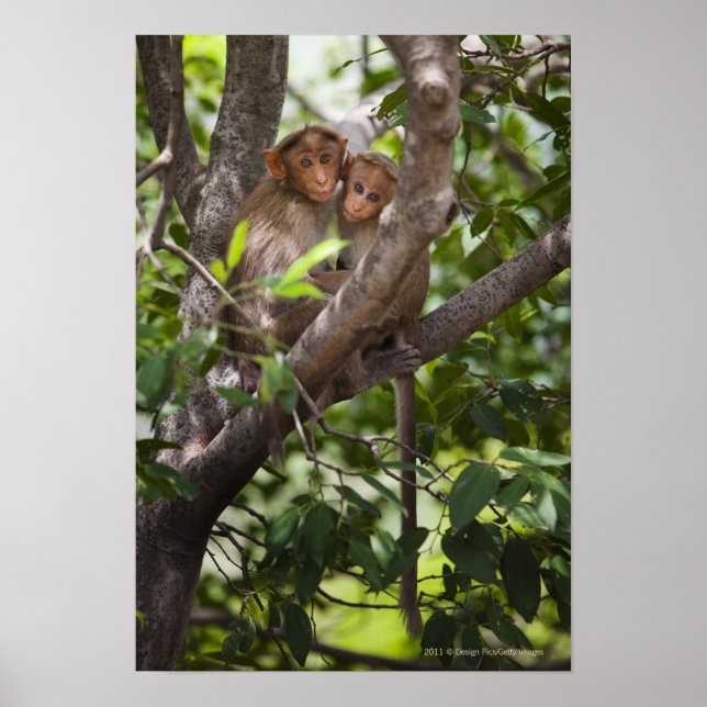Two Monkeys In A Tree Poster (Front)