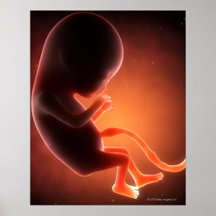 Two Month Old Foetus Poster