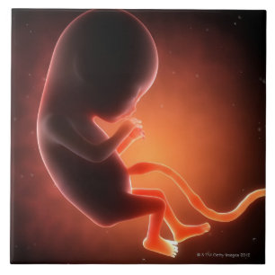 Two Month Old Foetus Tile