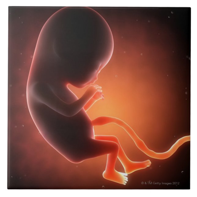 Two Month Old Foetus Tile (Front)