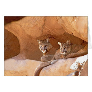 Two Mountain Lions