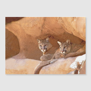 Two Mountain Lions