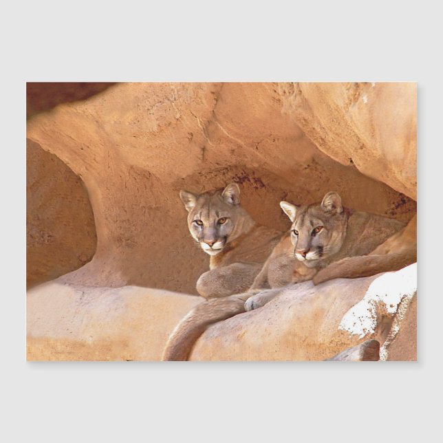 Two Mountain Lions (Front)
