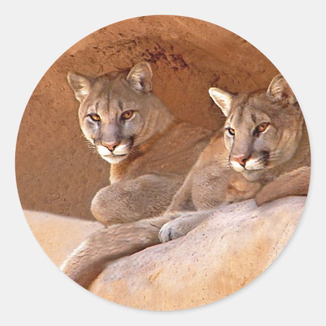 Two mountain lions sticker (Front)