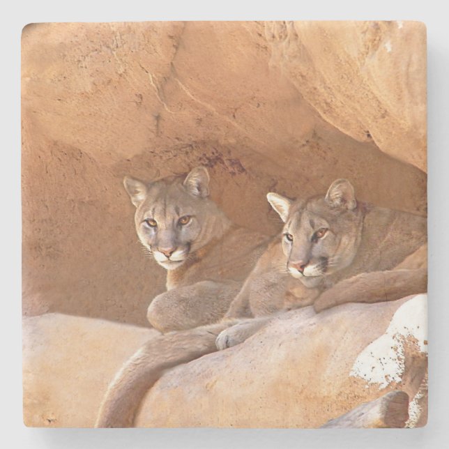 Two mountain lions stone coaster (Front)