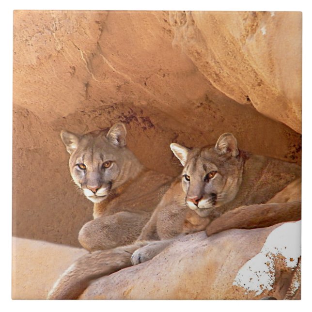 Two Mountain Lions  Tile (Front)