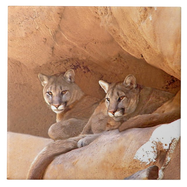 Two Mountain Lions  Tile (Front)