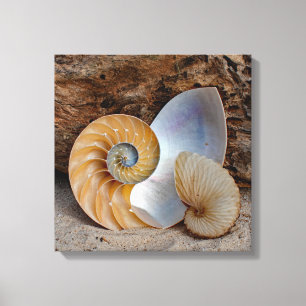 Two Nautilus Shells Canvas Print