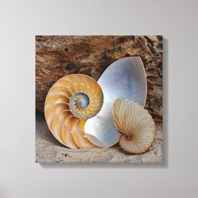 Two Nautilus Shells Canvas Print (Front)