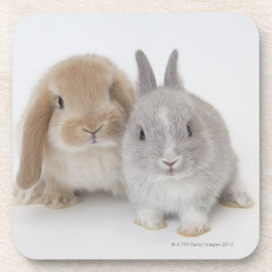 Two Netherland Dwarf and Holland Lop bunnies Coaster
