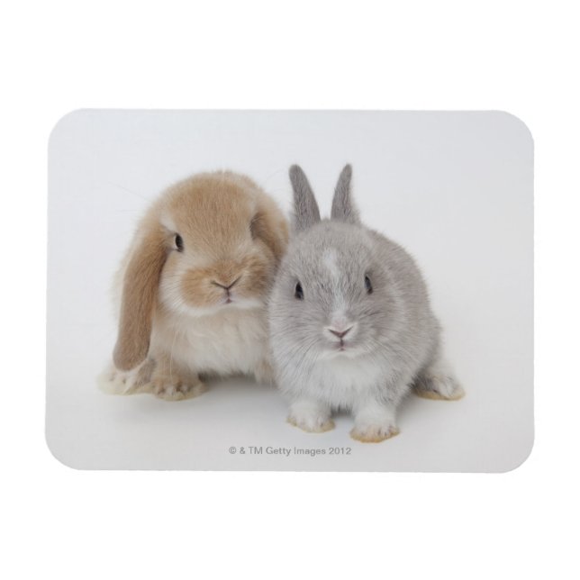 Two Netherland Dwarf and Holland Lop bunnies Magnet (Horizontal)