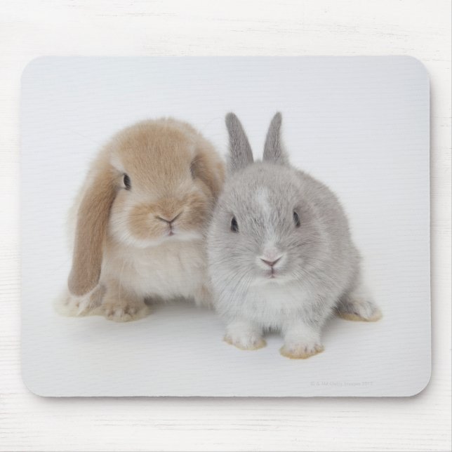 Two Netherland Dwarf and Holland Lop bunnies Mouse Mat (Front)