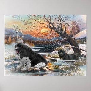 Two Newfies winter scene Poster