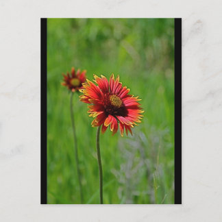 Two of a Kind Postcard