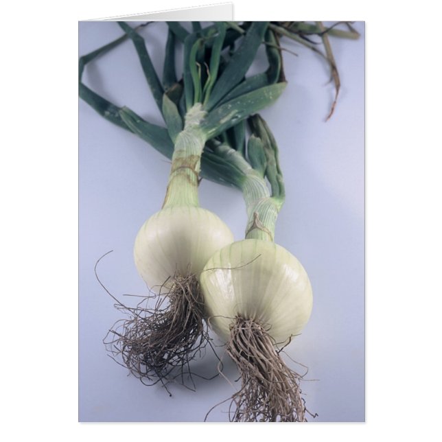 Two Onions (Front)